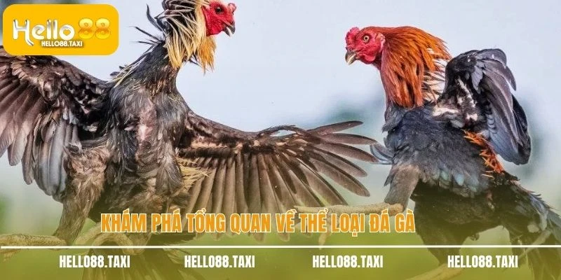 Khám phá tổng quan về thể loại đá gà